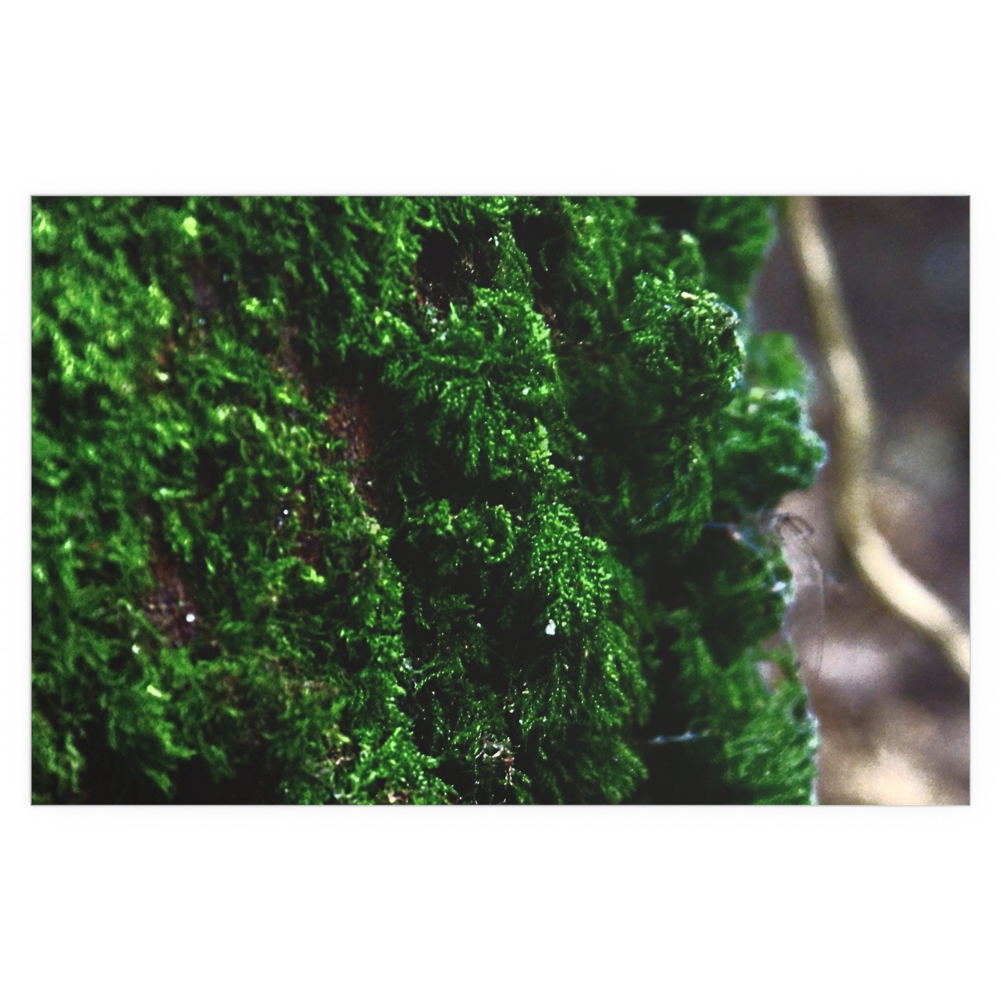 Moss close-up nature photography silk poster — Nature Noticed