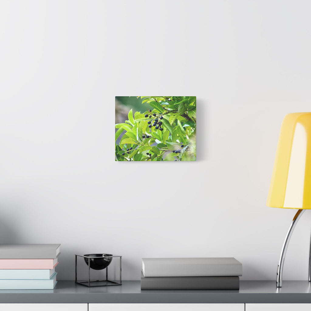 Nature Study Satin Stretched Canvas — Original Nature Photography