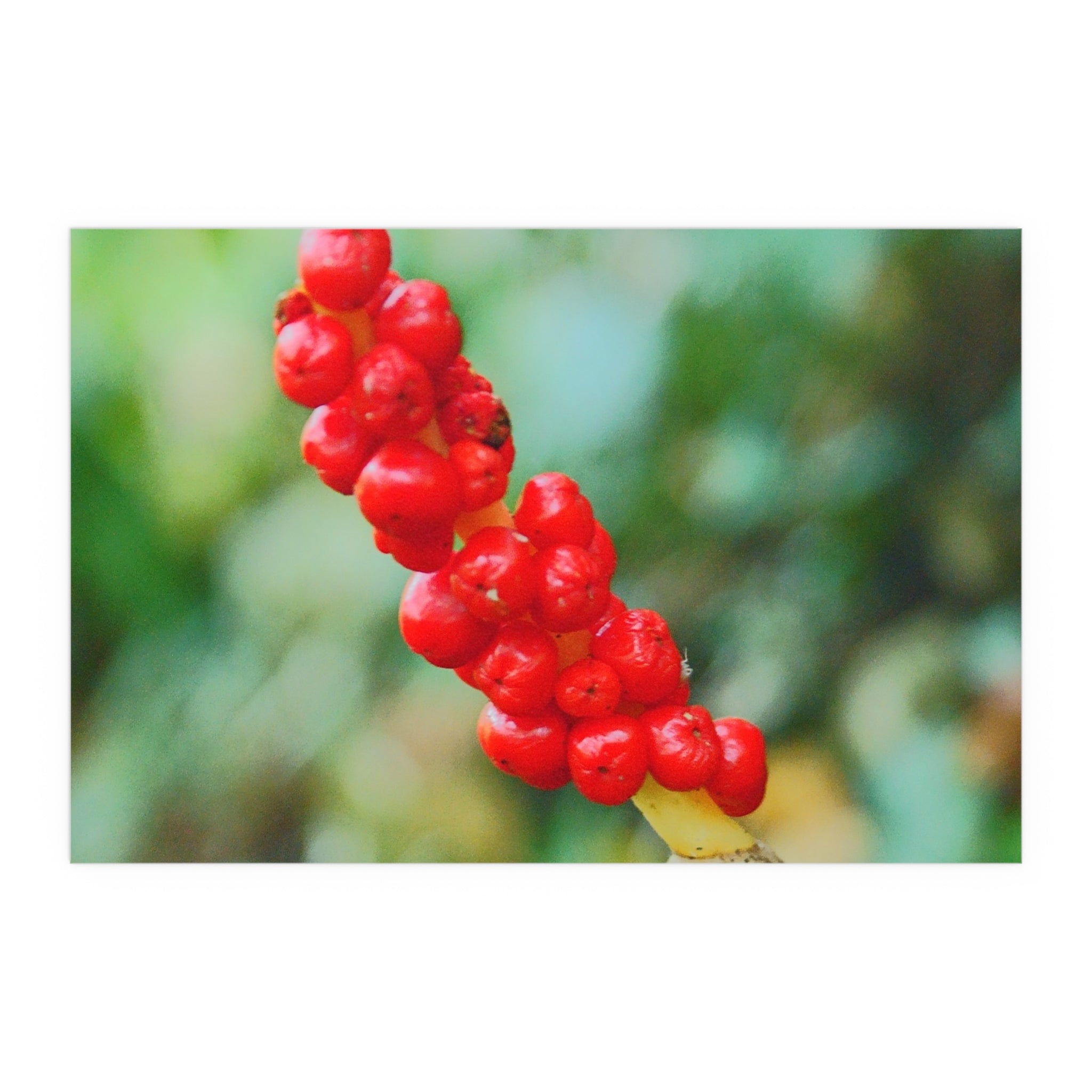 Red berry botanical nature photography silk poster — Nature Noticed