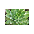 Succulent fine art postcard with original botanical photography