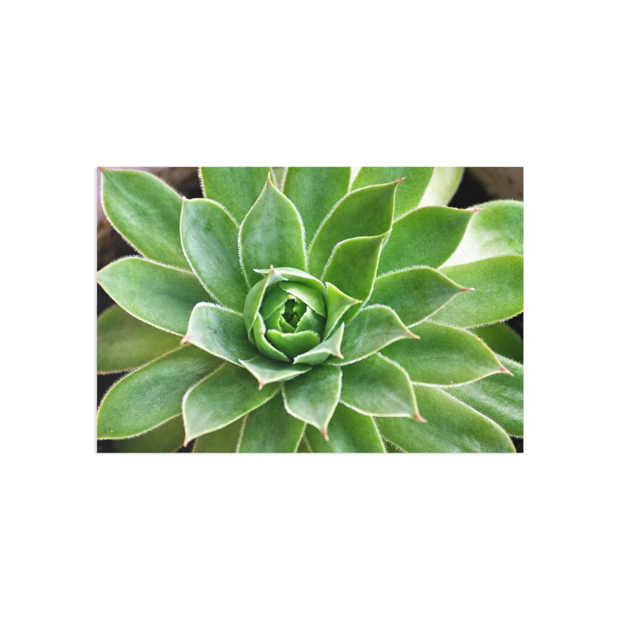 Succulent fine art postcard with original botanical photography
