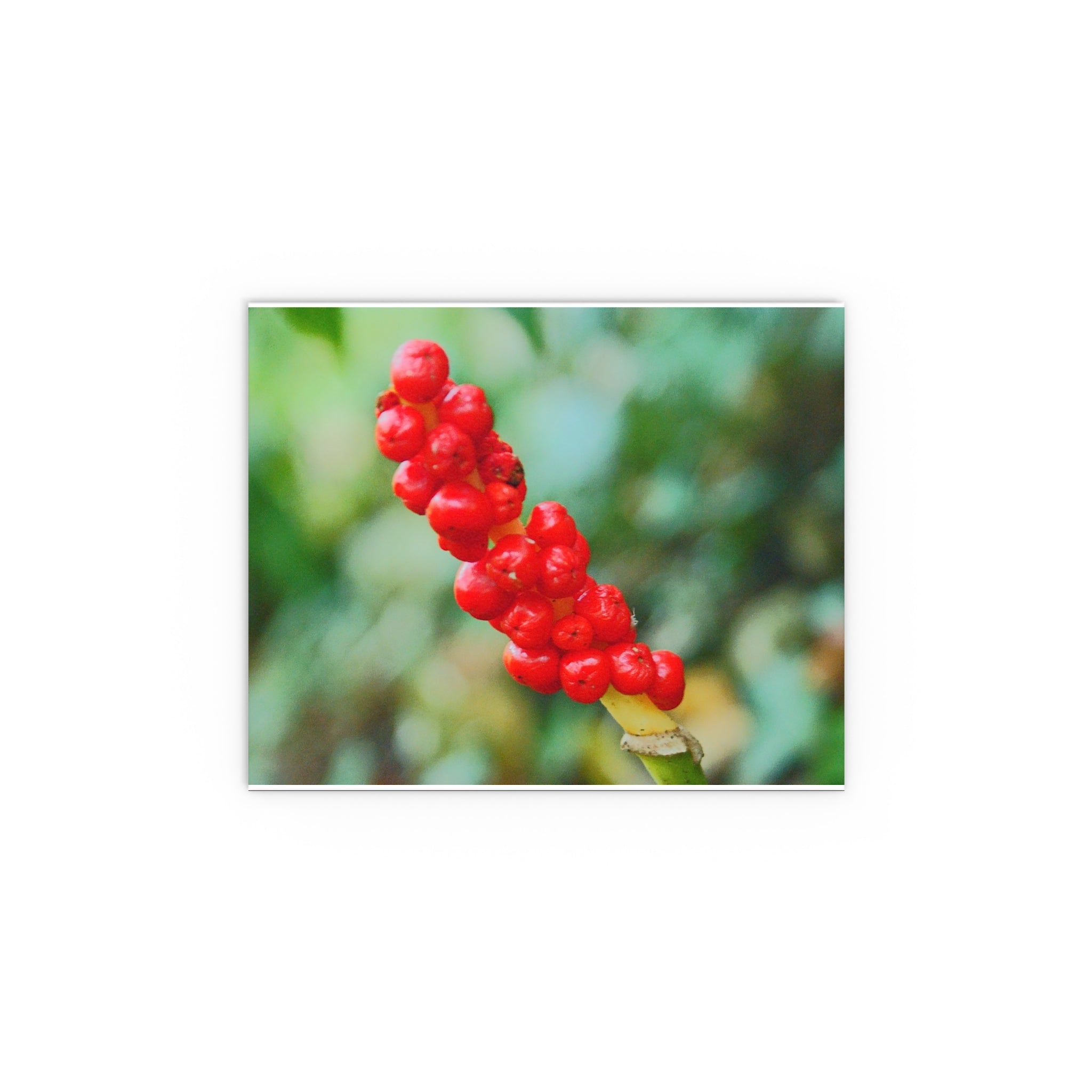 Red berry botanical nature photography silk poster — Nature Noticed