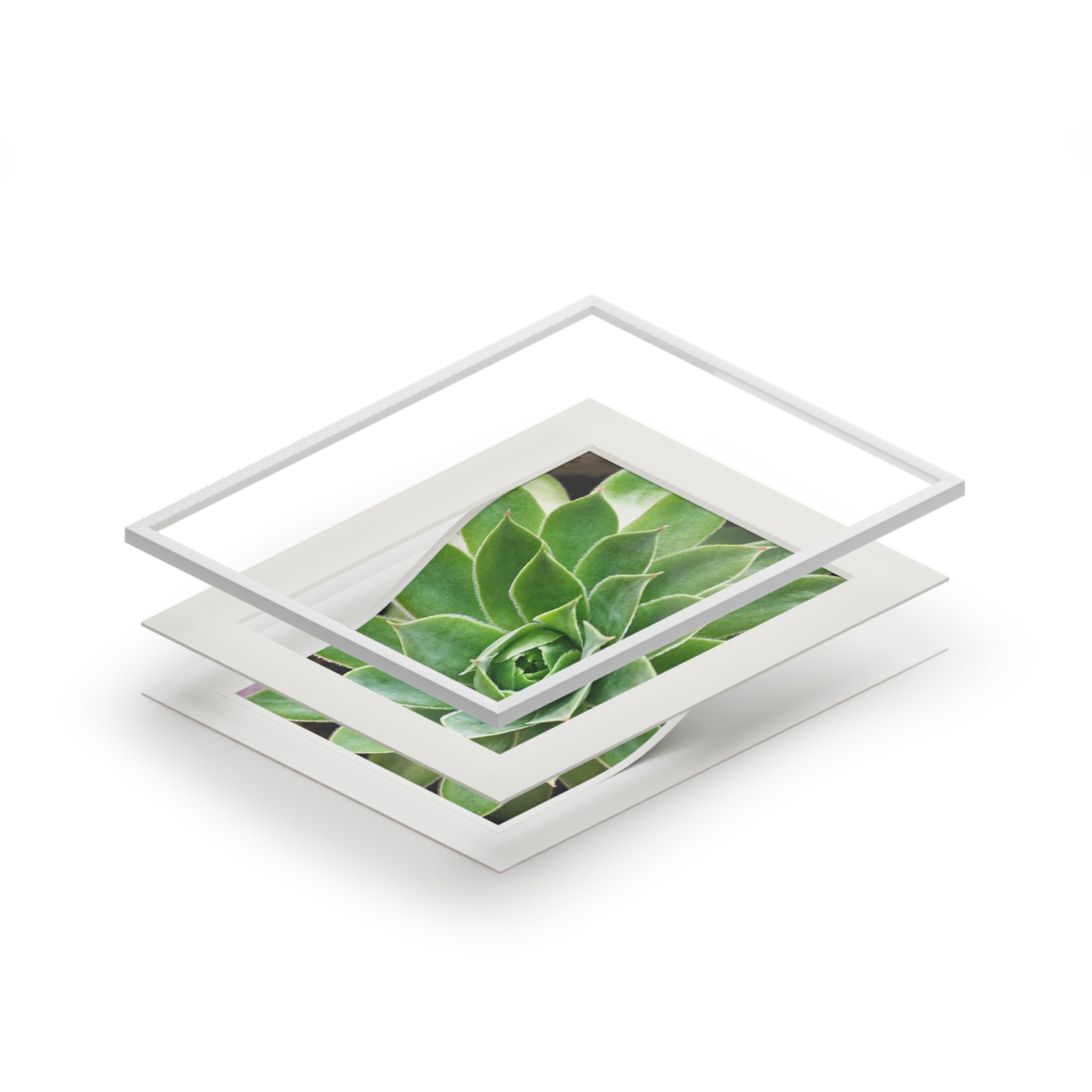 Alternate view of Succulent Mounted Fine Art Print
