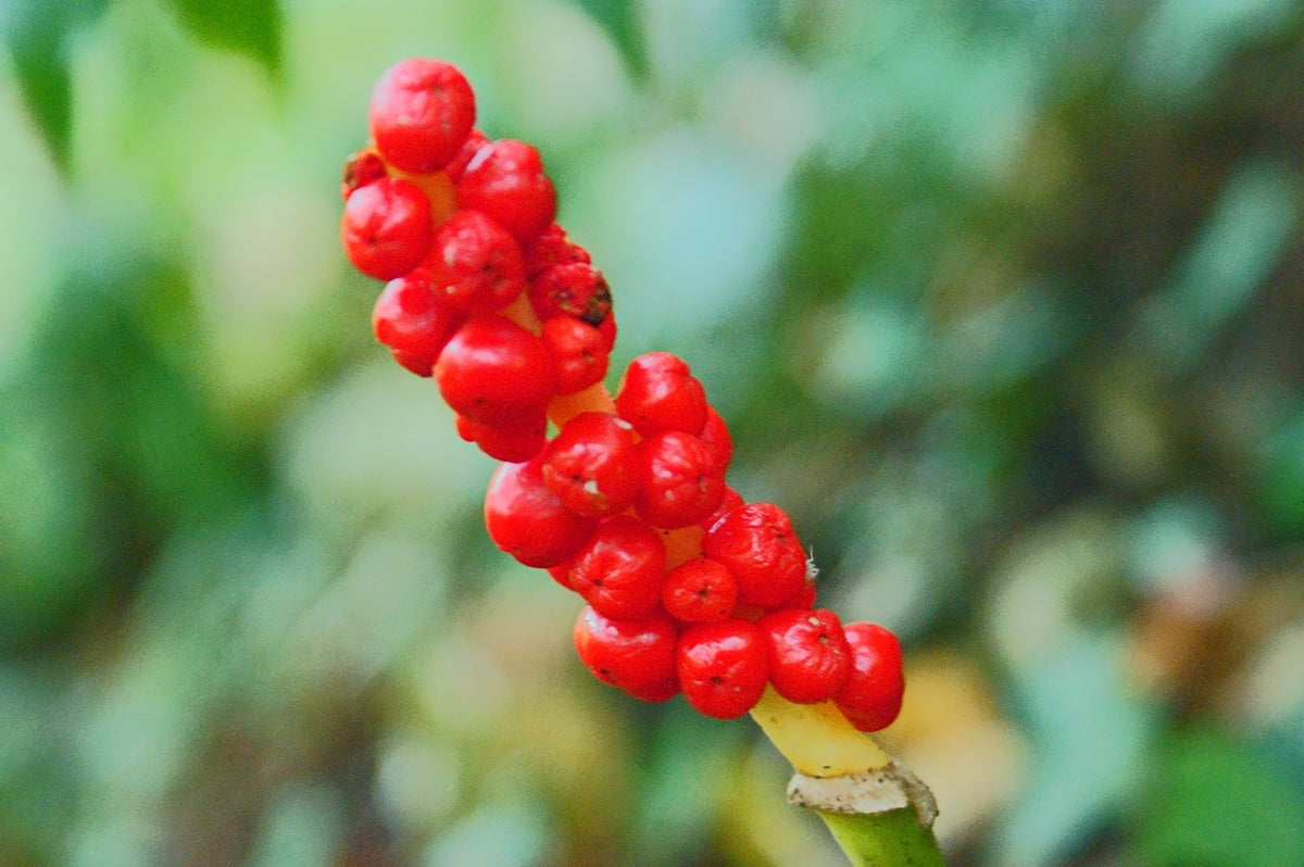 Nature Noticed FAQ: Original Nature Photography Gifts